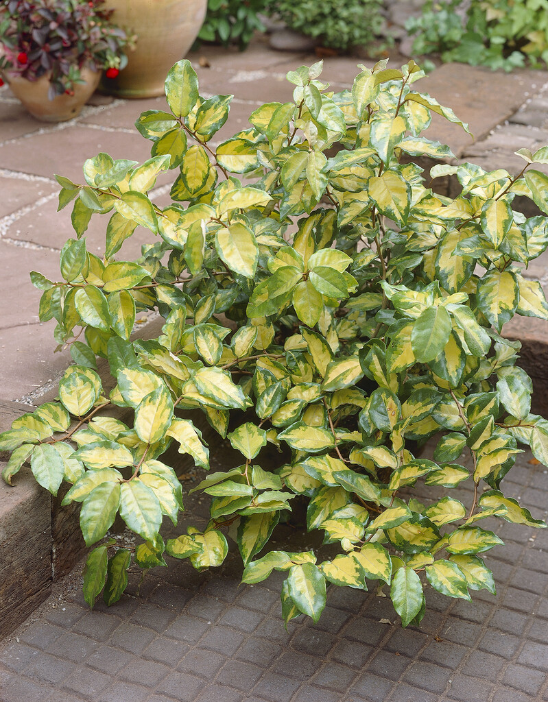 oleaster 'Coastal Gold'