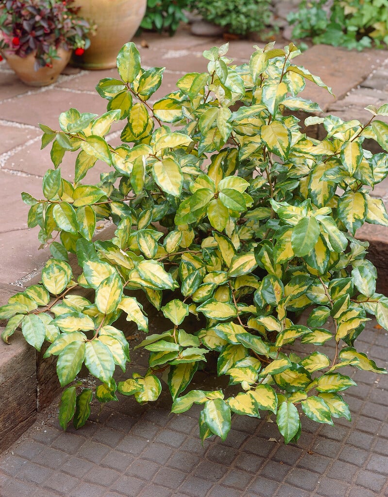 oleaster 'Coastal Gold'