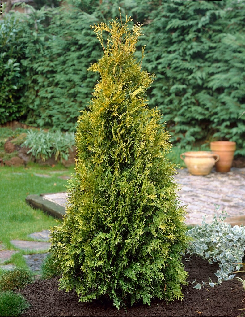 <i>Thuja</i> <i>occidentalis</i> 'Yellow Ribbon'