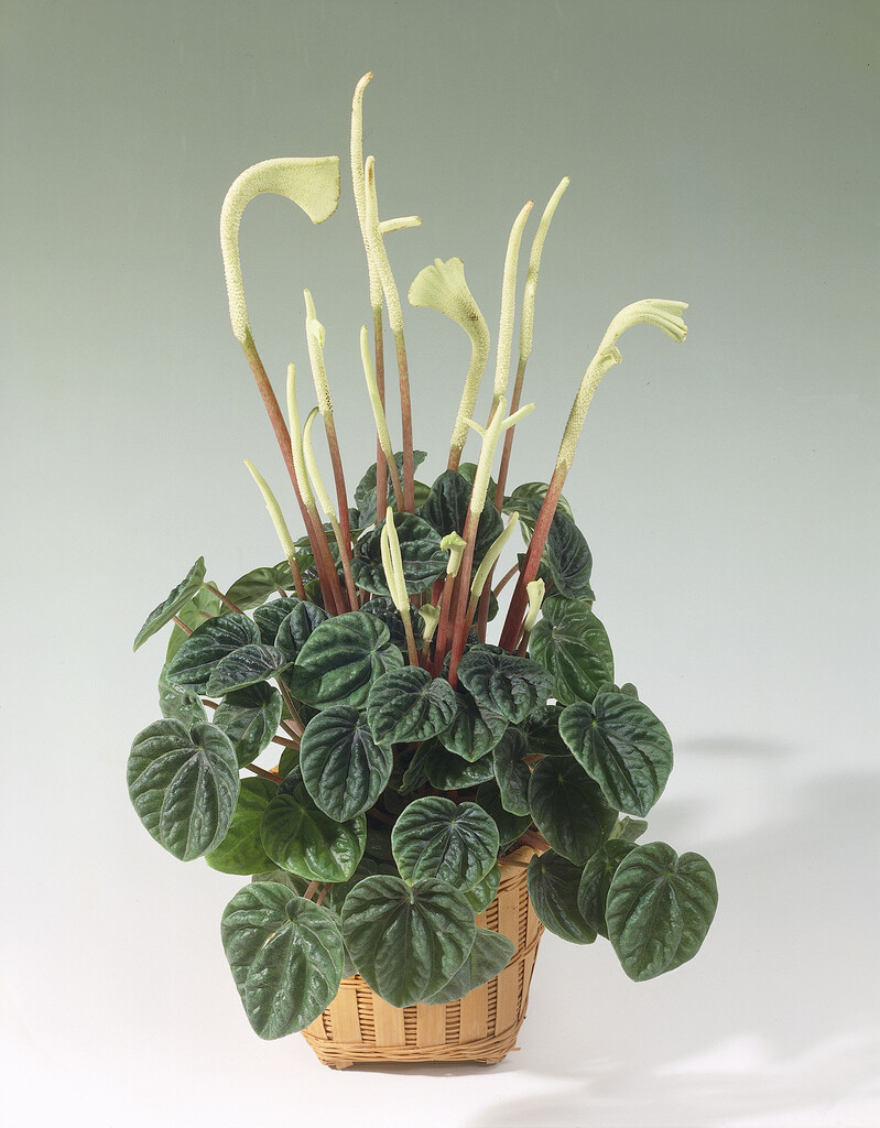 emerald ripple pepper
