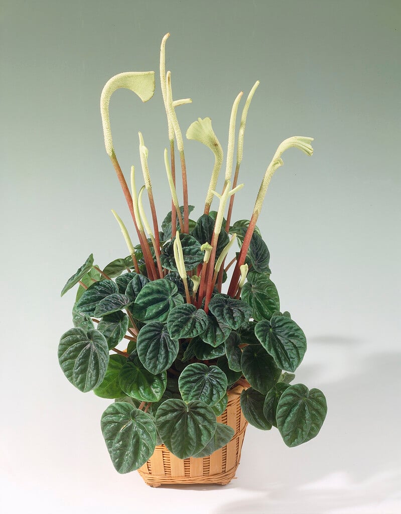 emerald ripple pepper