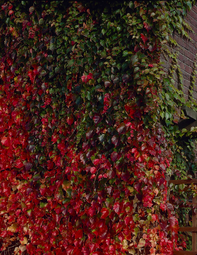 <i>Parthenocissus</i> <i>tricuspidata</i> 'Green Spring'