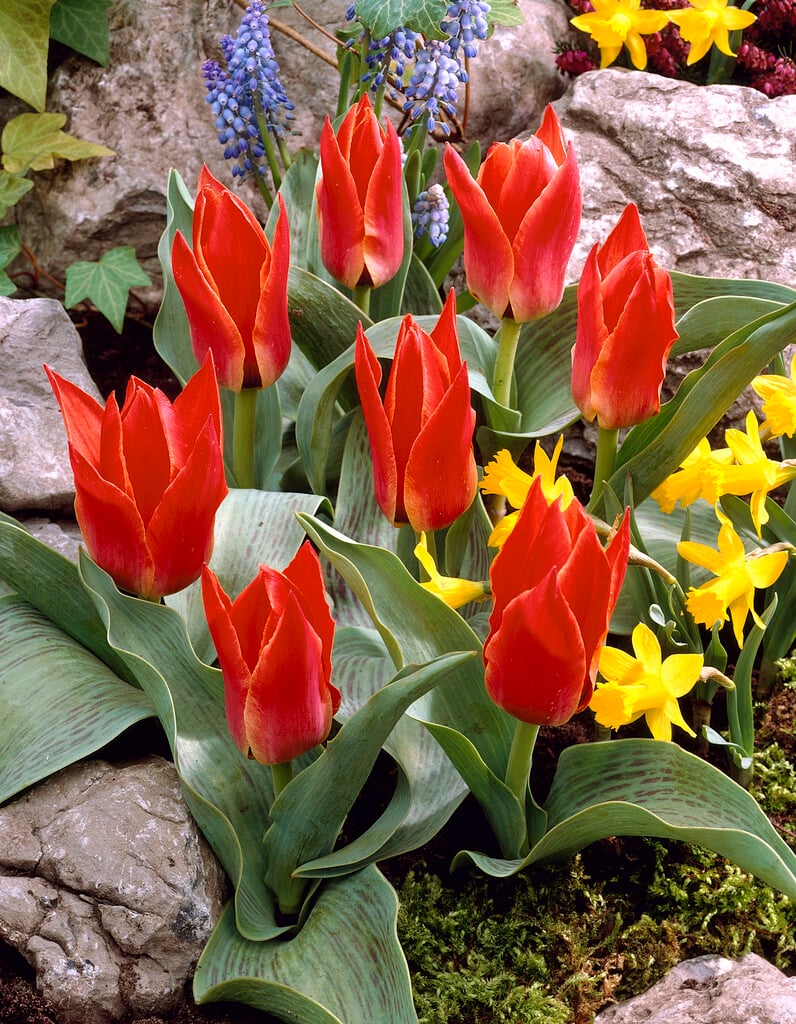 <i>Tulipa</i> 'Rockery Master' (14)