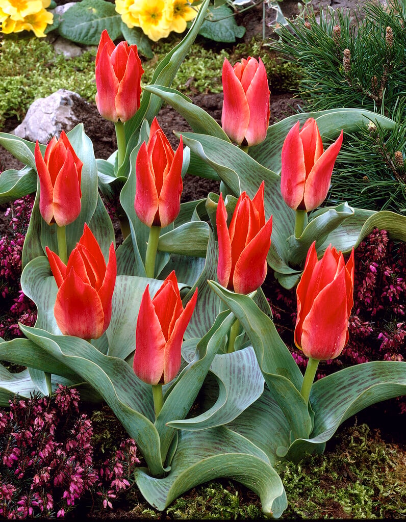 <i>Tulipa</i> 'Rockery Master' (14)