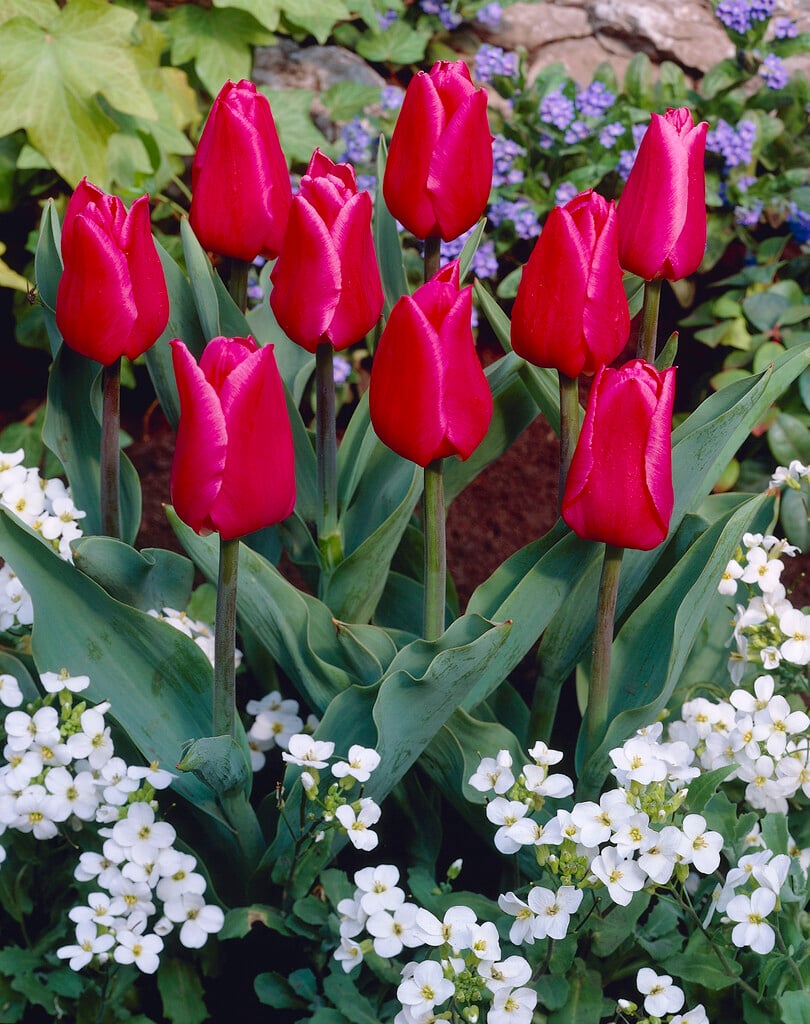 tulip 'Christmas Marvel'