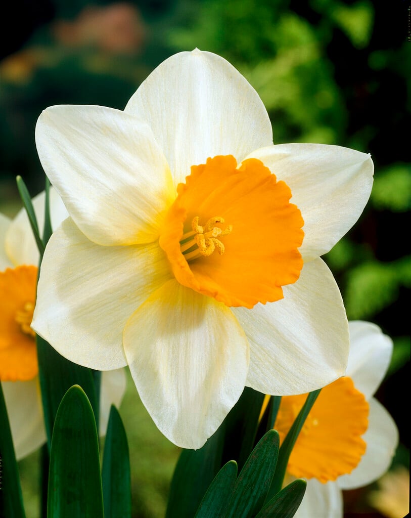 daffodil 'Sempre Avanti'