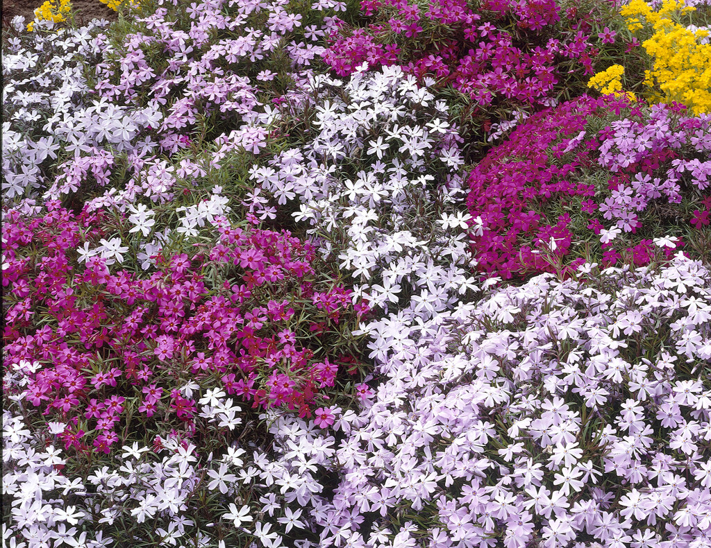 moss phlox