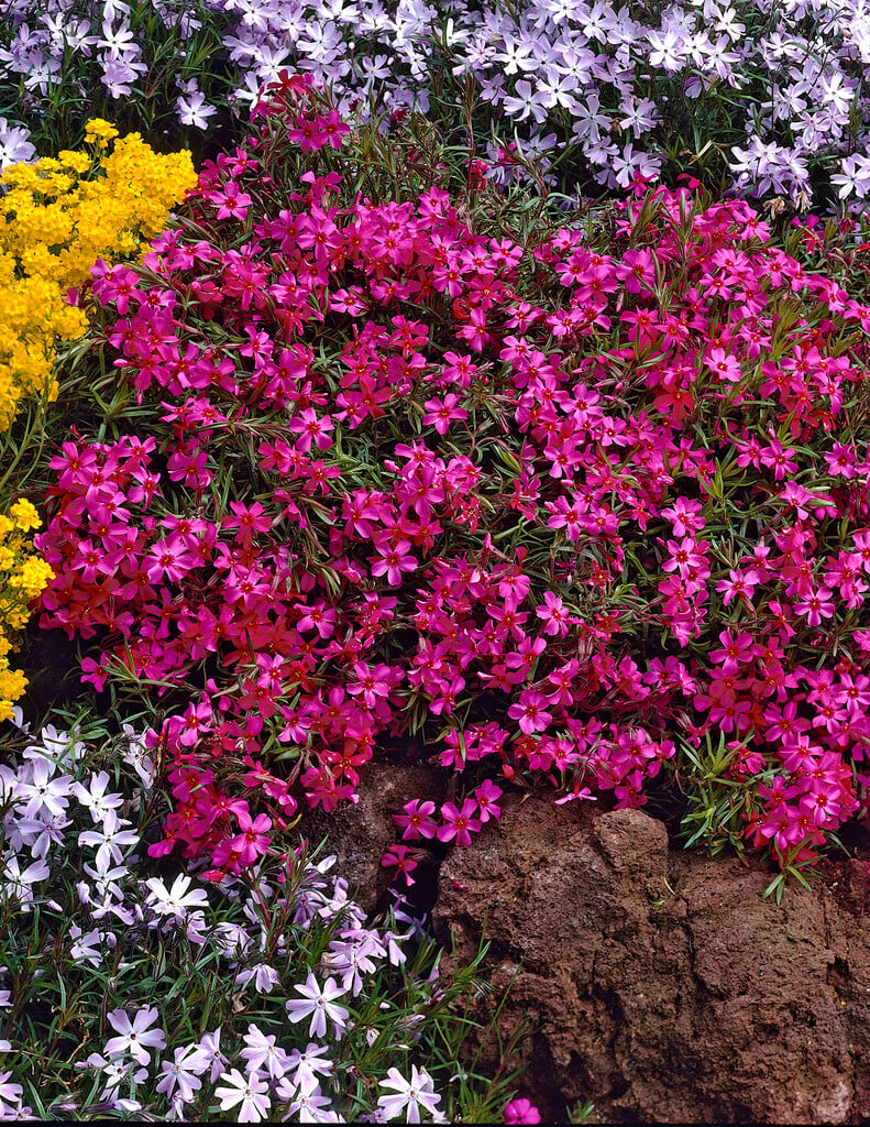 moss phlox 'Scarlet Flame'
