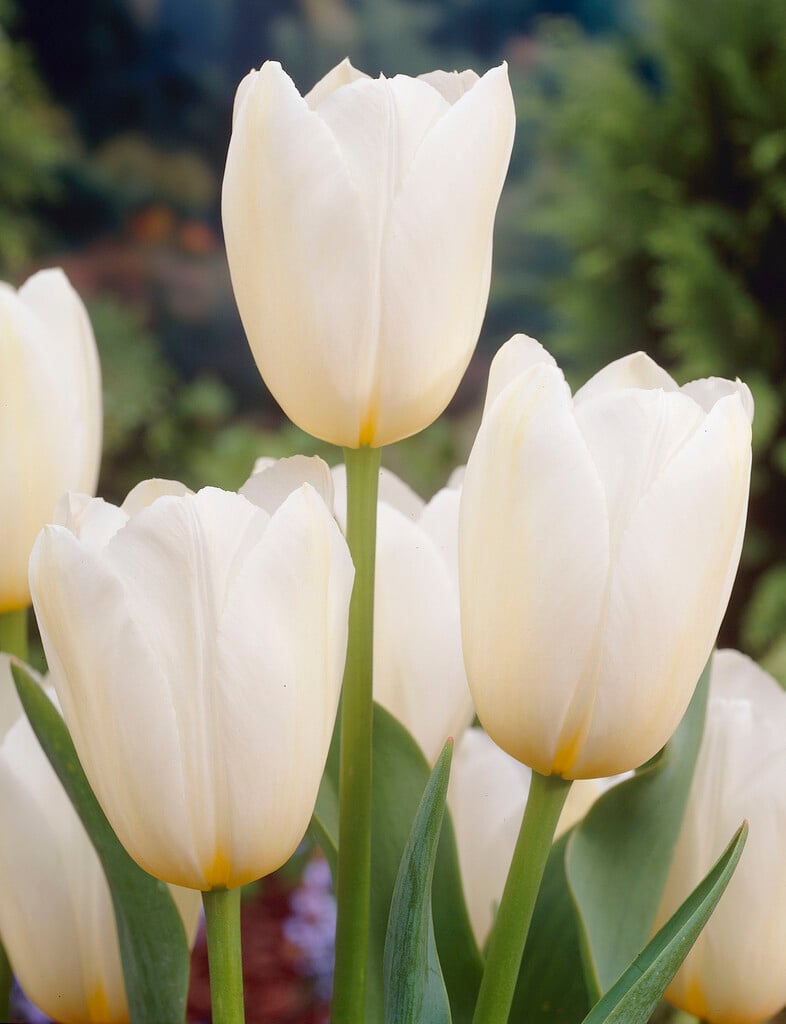 tulip 'Catherina'