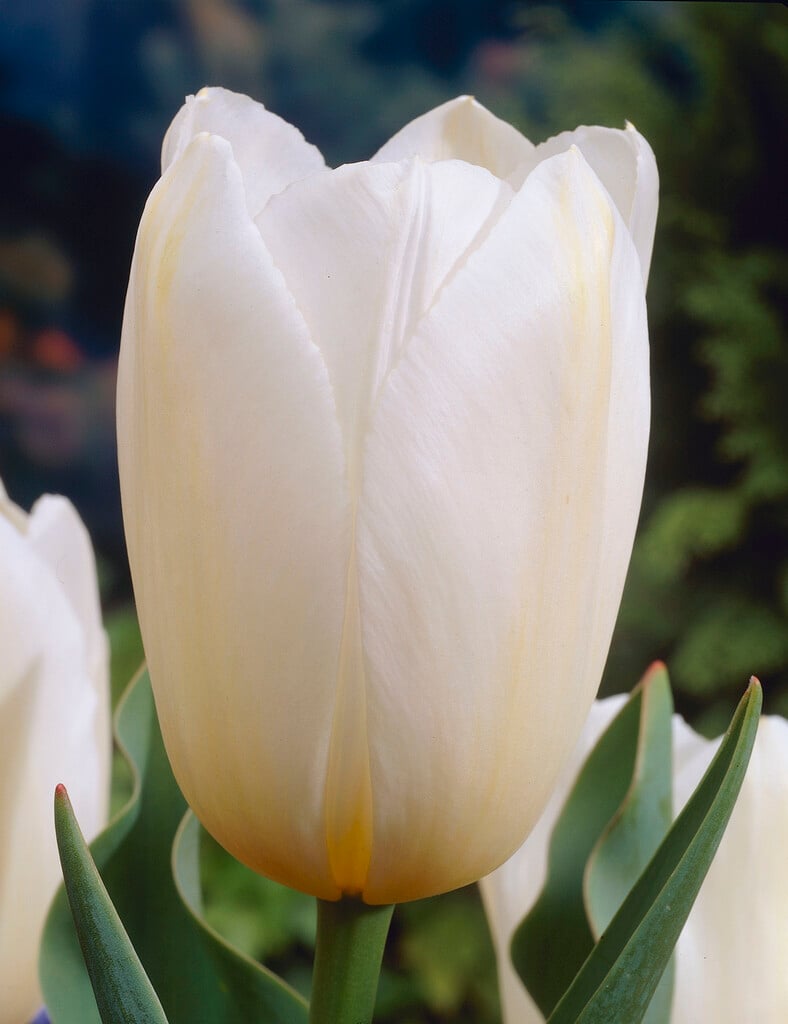 tulip 'Catherina'