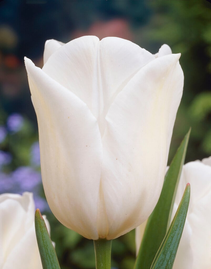 tulip 'Snowstar'