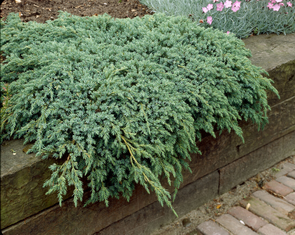 flaky juniper 'Blue Carpet'