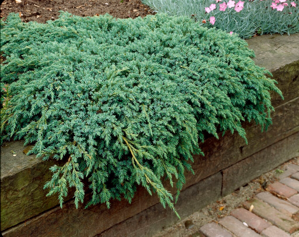 flaky juniper 'Blue Carpet'