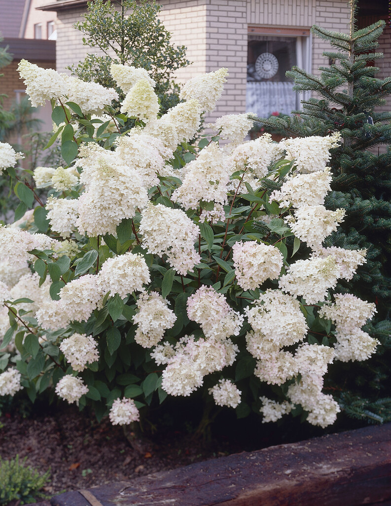 hardy white-flowered hydrangea