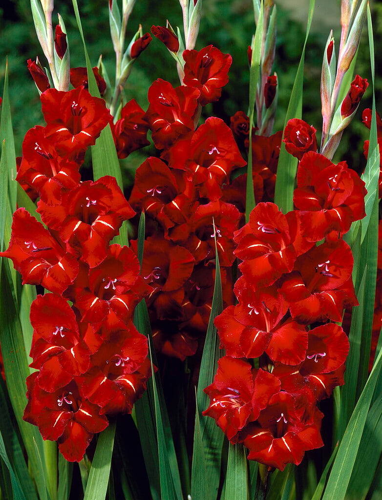 sword lily 'Holland Pearl'