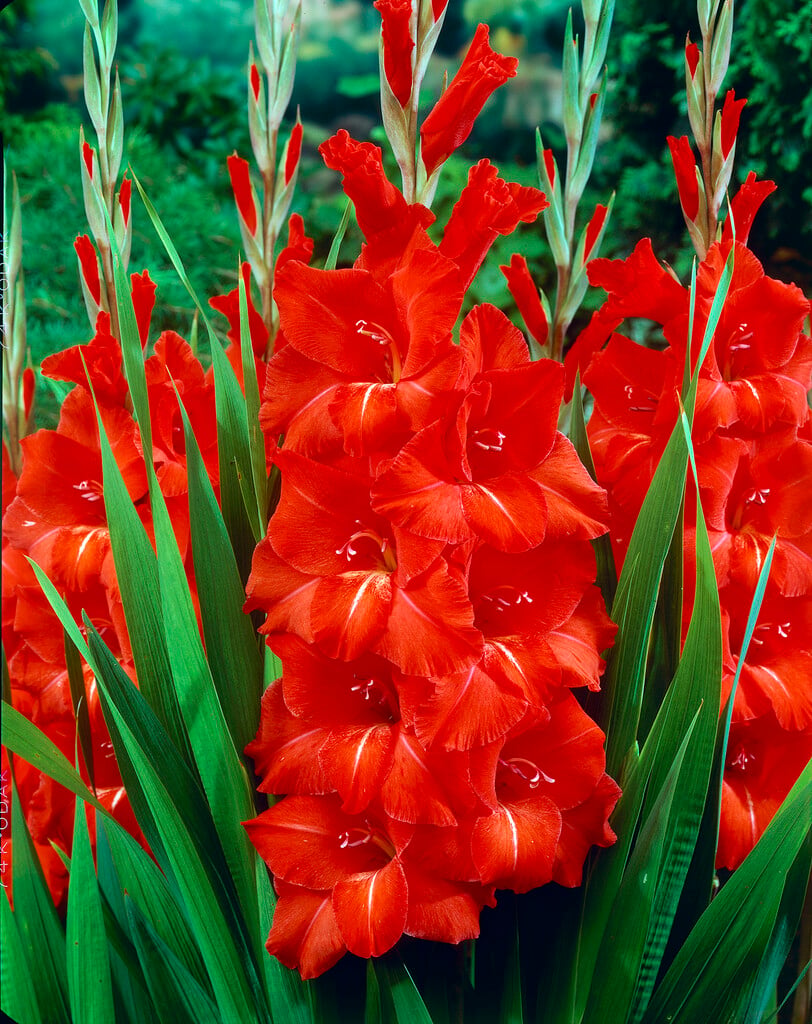 <em>Gladiolus</em> 'Victor Borge' (L)