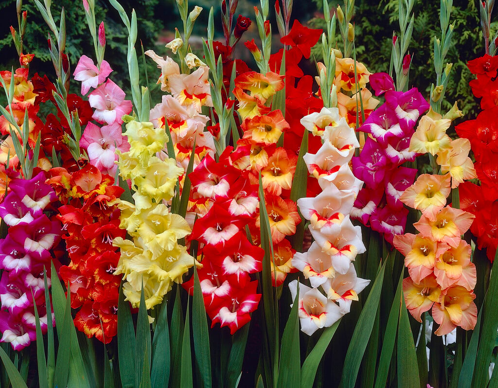 <i>Gladiolus</i> 'Butterfly'