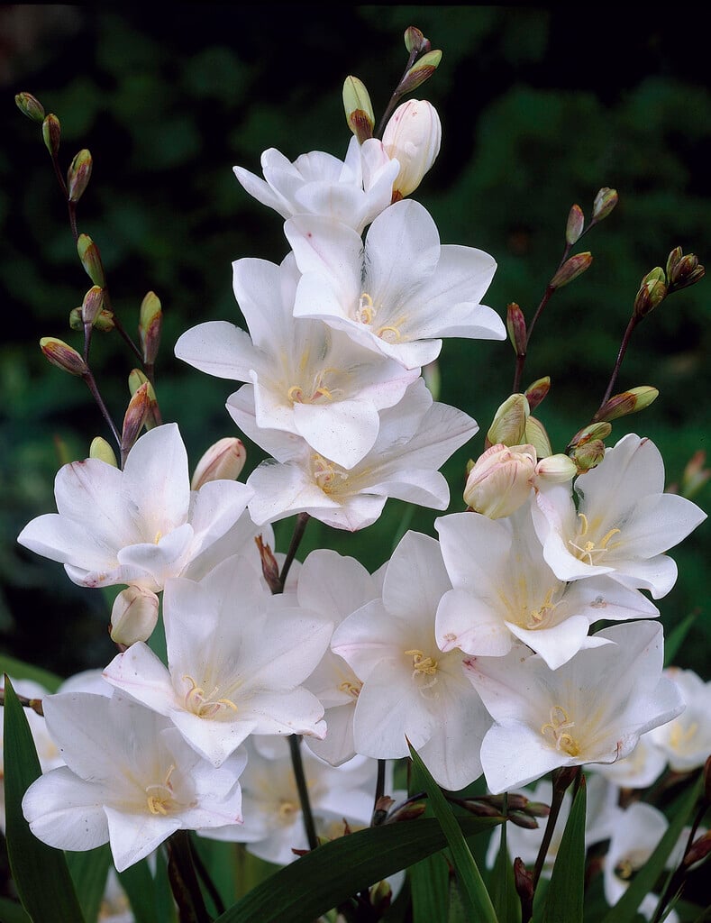 flame freesia