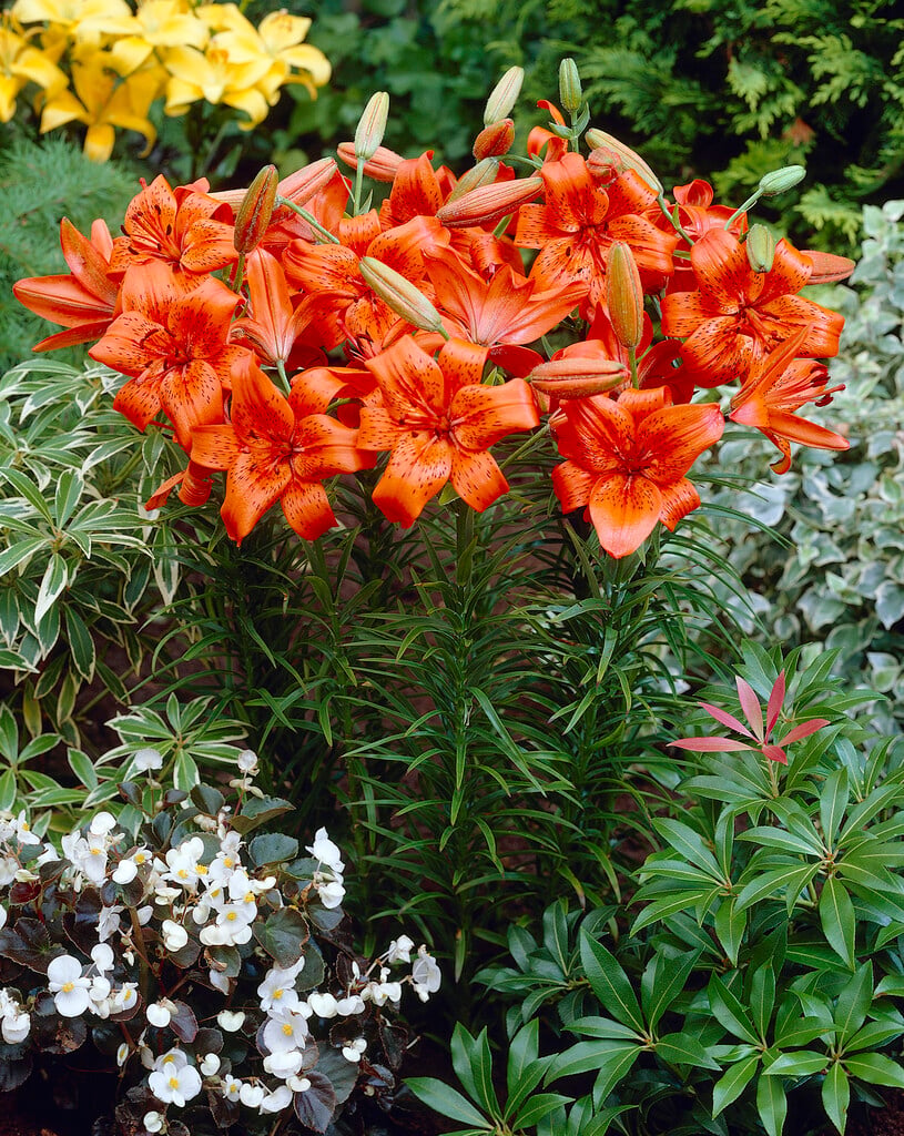 lily 'Fire King'