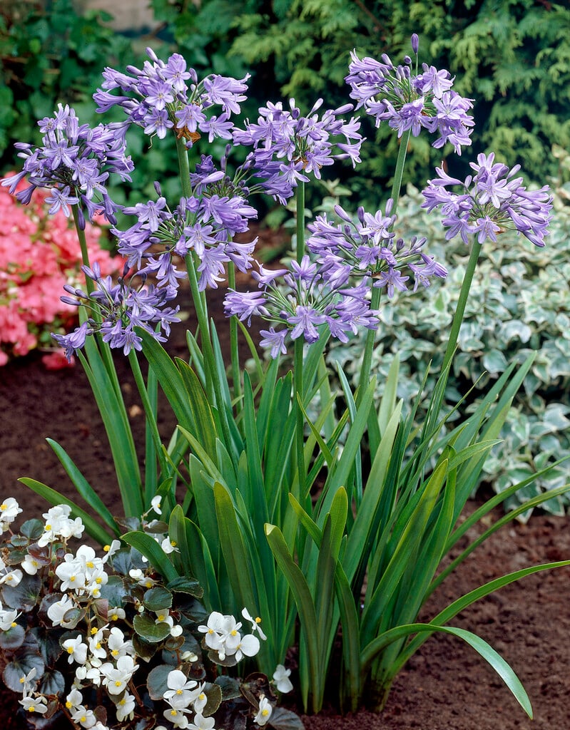 African lily 'Blue Triumphator'