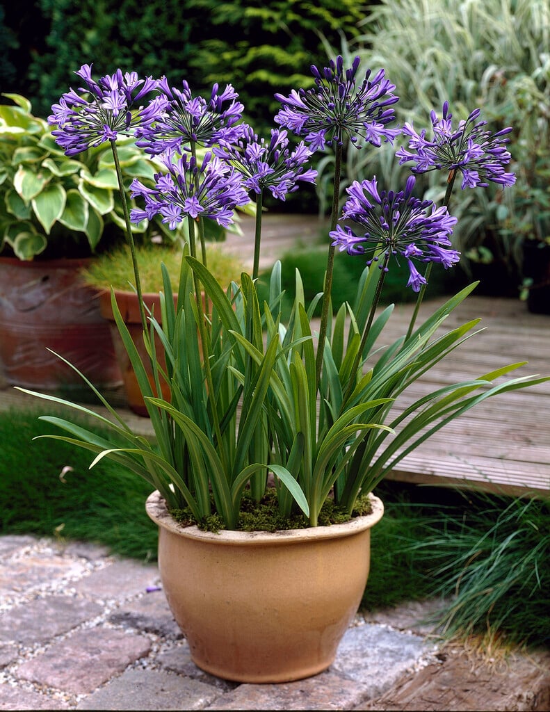 eastern African lily
