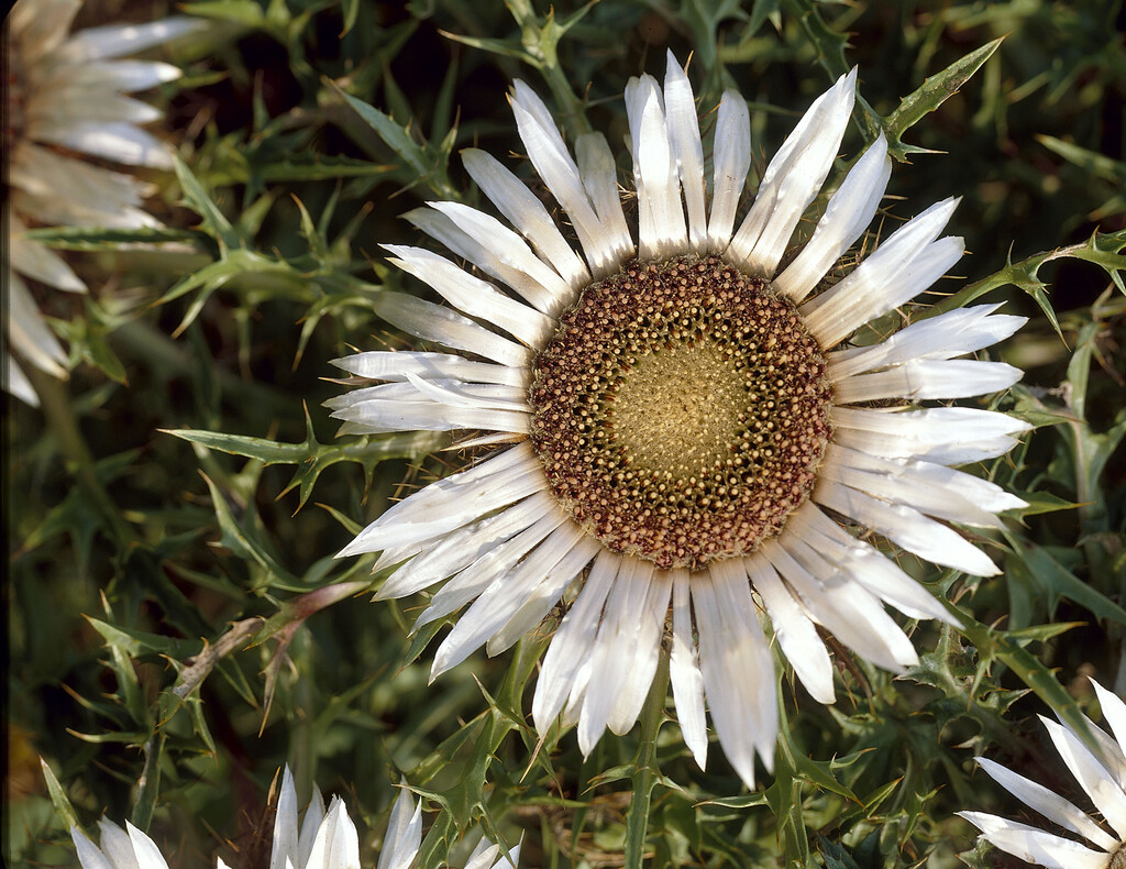 stemless carline thistle