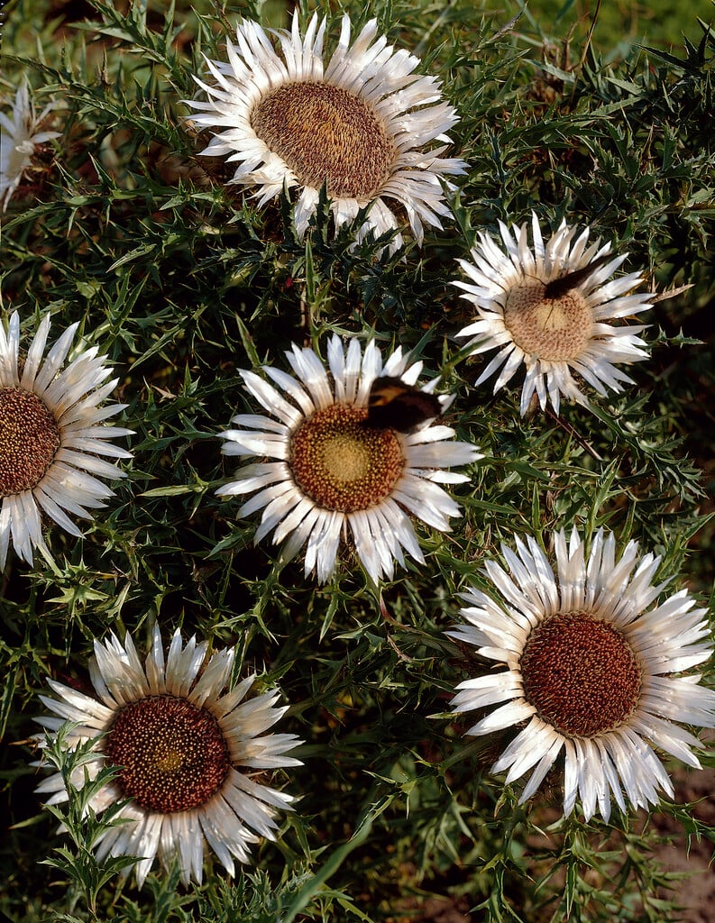stemless carline thistle