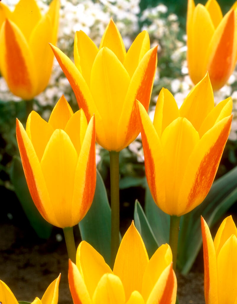 tulip 'Giuseppe Verdi'