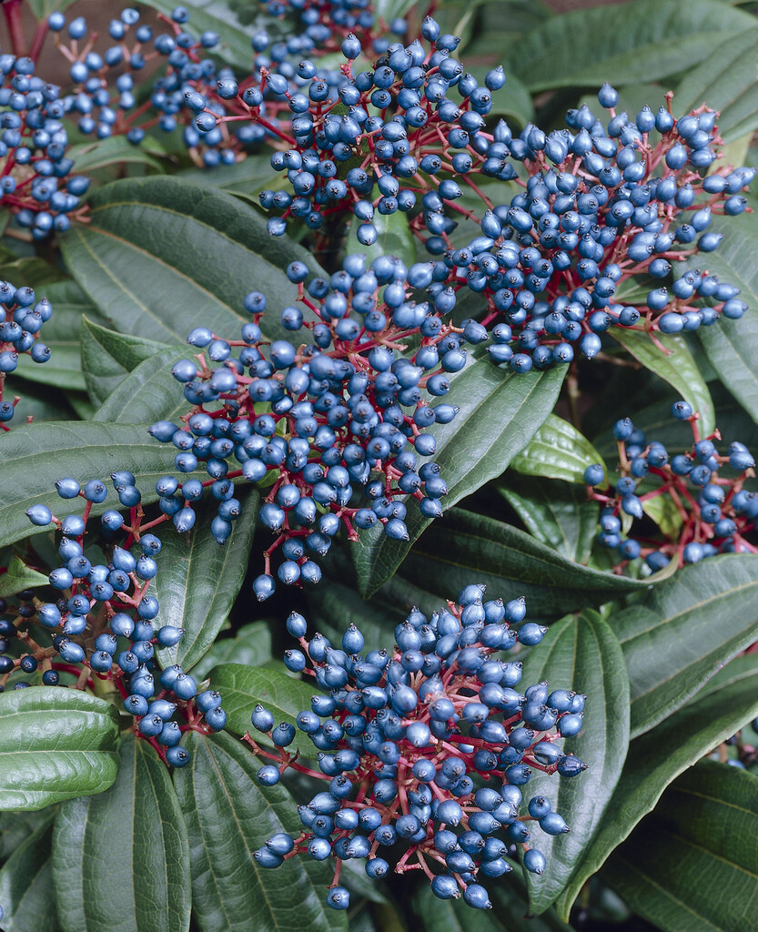 David viburnum