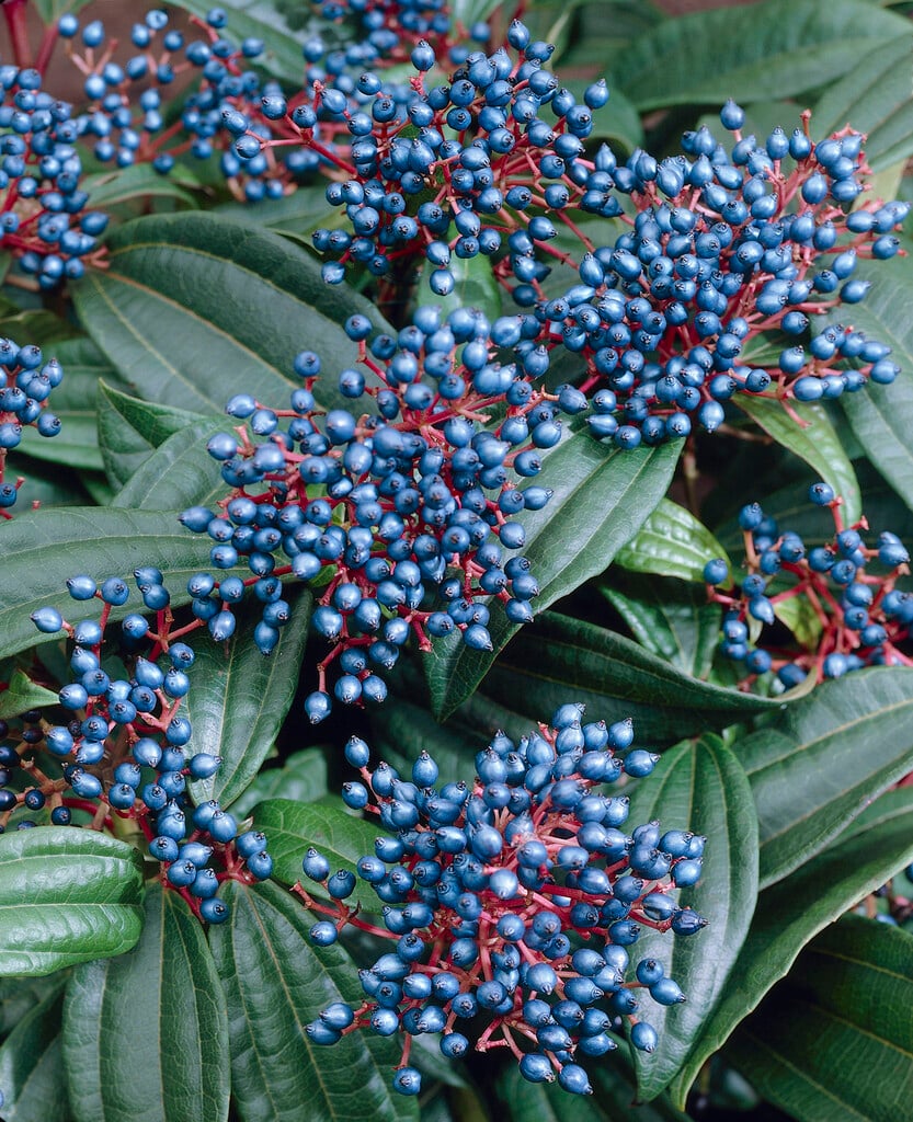 David viburnum