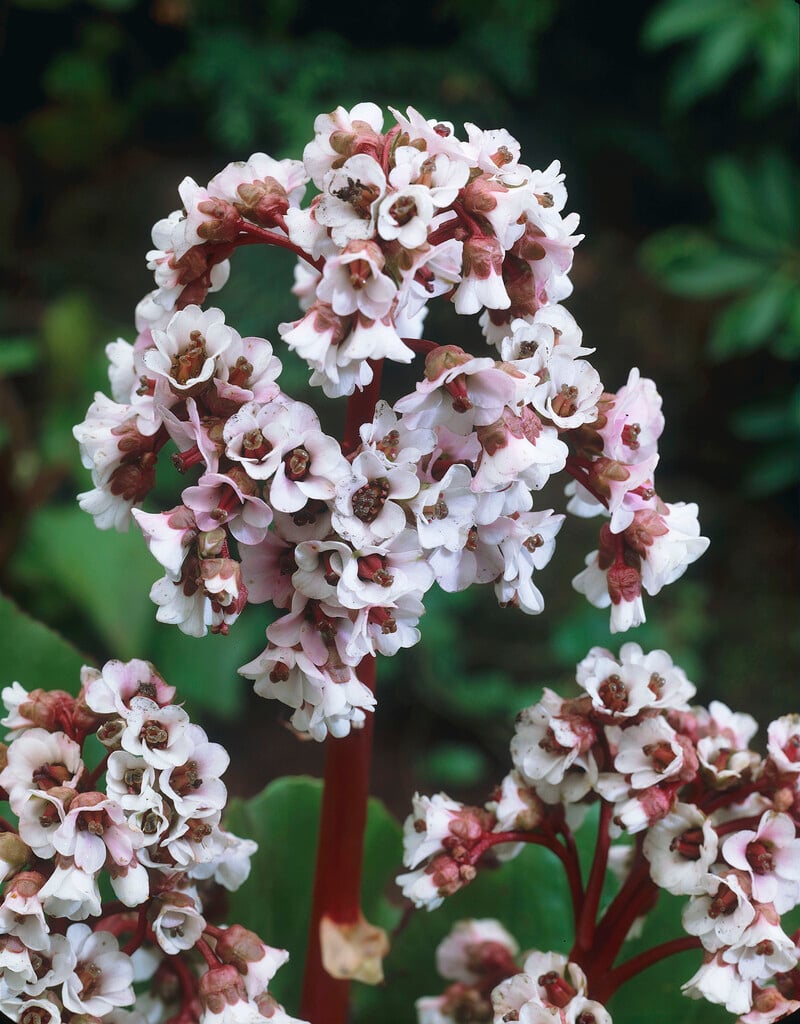 bergenia silberlicht