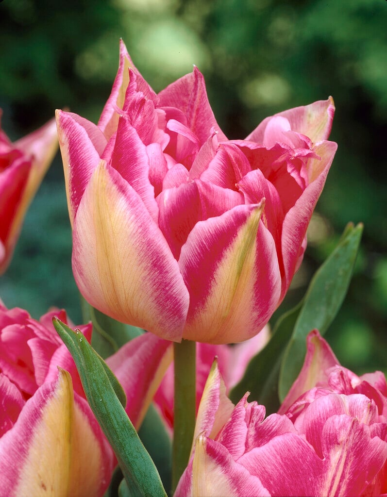 tulip 'Triumphator'