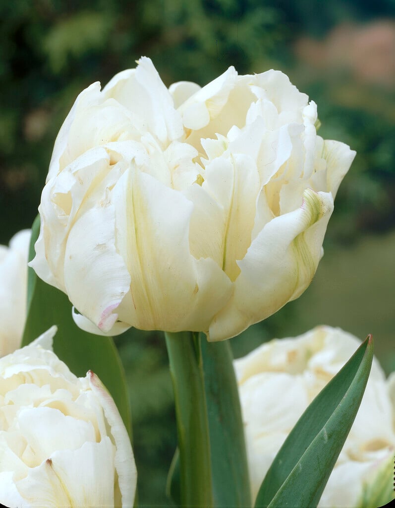 tulip 'Cardinal Mindszenty'