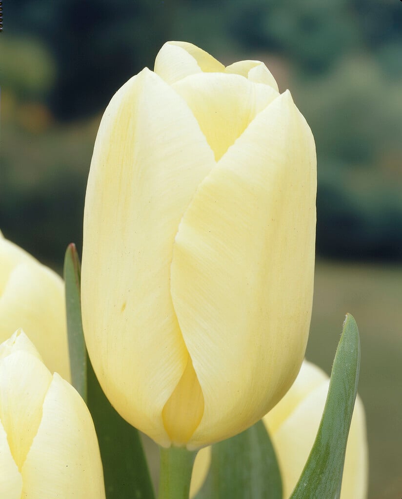 tulip 'Cream Perfection'