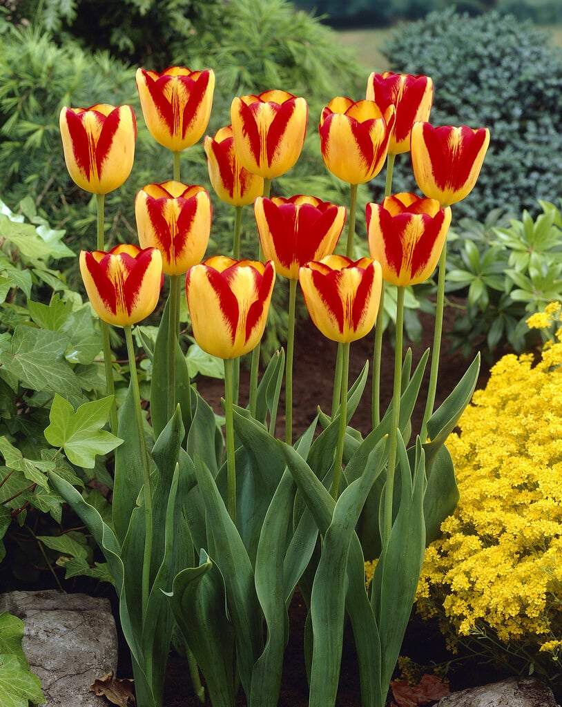 tulip 'Princess Margaret Rose'