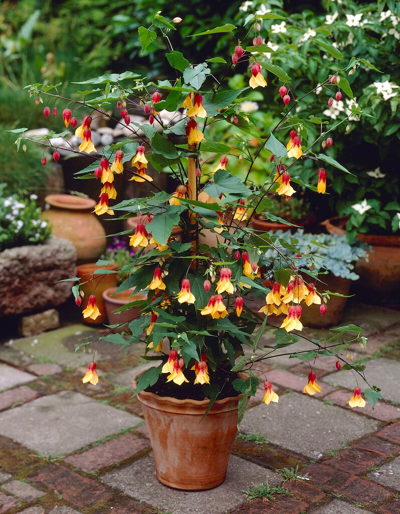 abutilon 'Kentish Belle'
