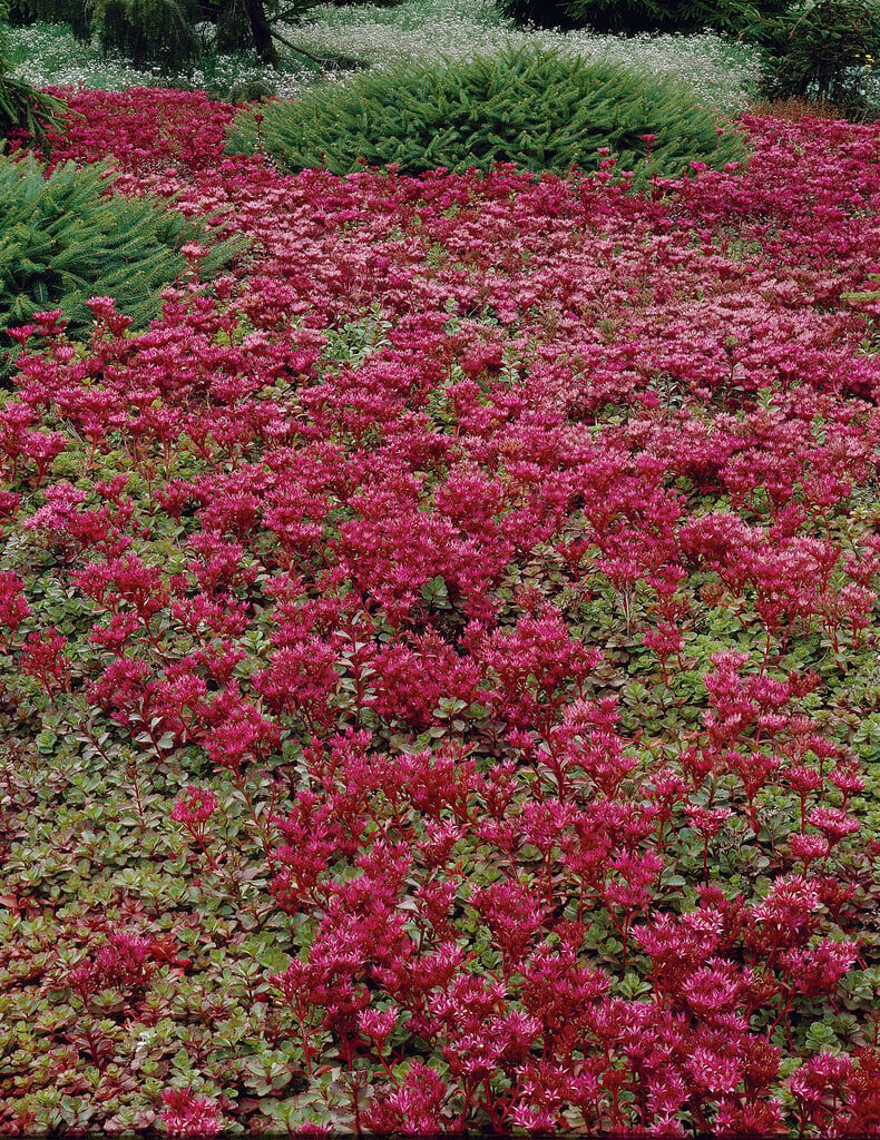 <i>Sedum</i> <i>spurium</i> 'Purpurteppich'