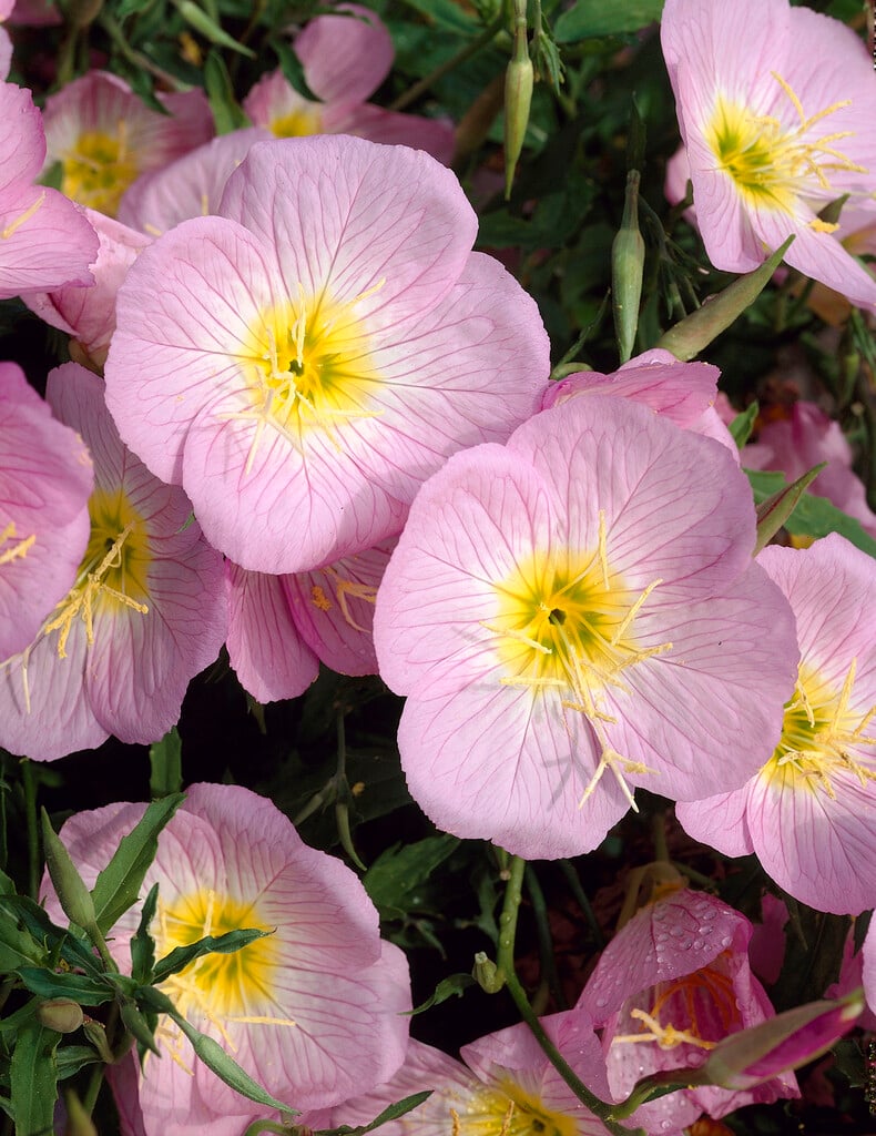 <i>Oenothera</i> <i>speciosa</i> 'Rosea'