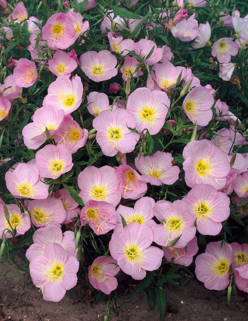 <i>Oenothera</i> <i>speciosa</i> 'Rosea'