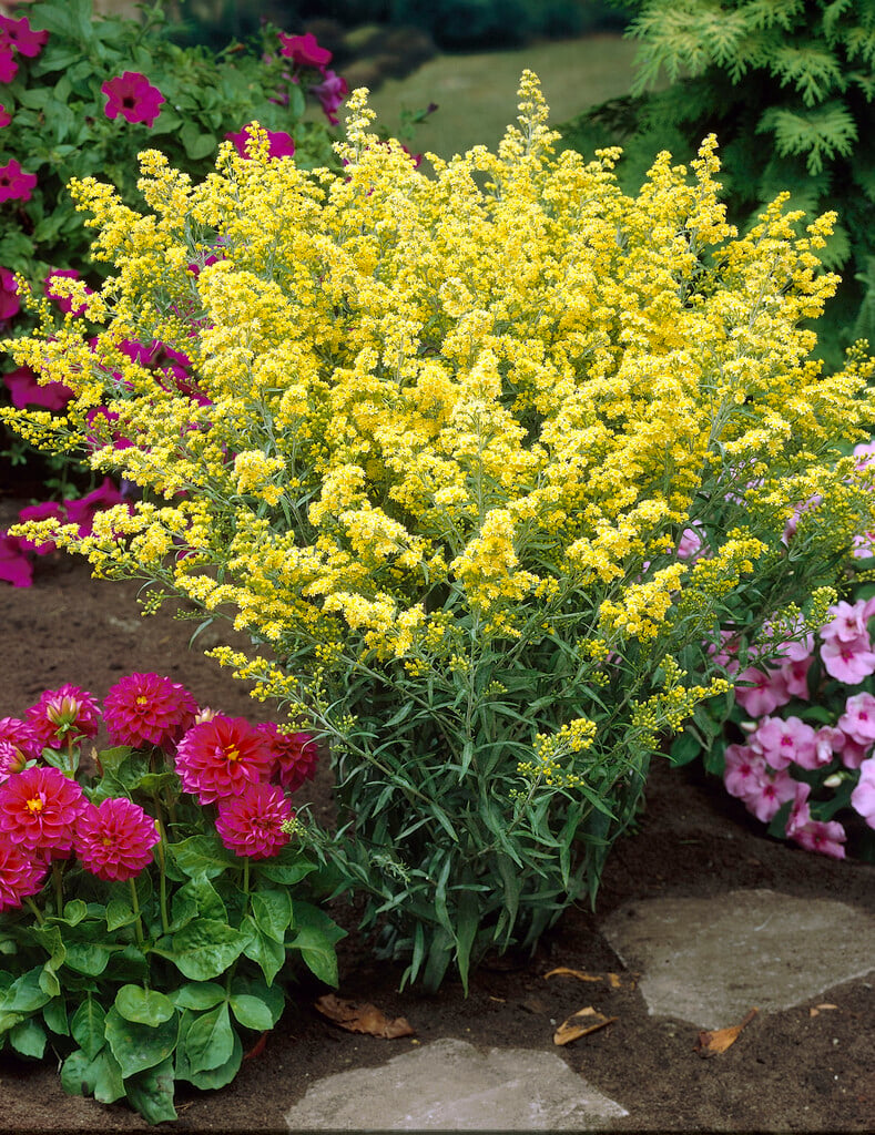 <i>Solidago</i> 'Super'