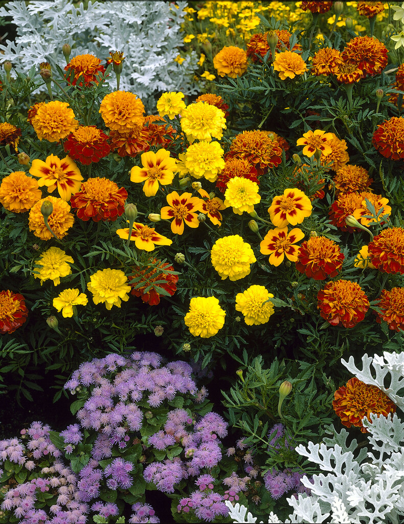 French marigold