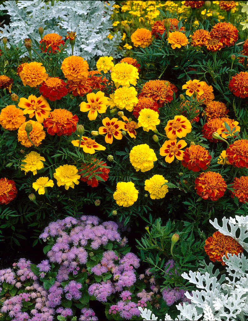 French marigold