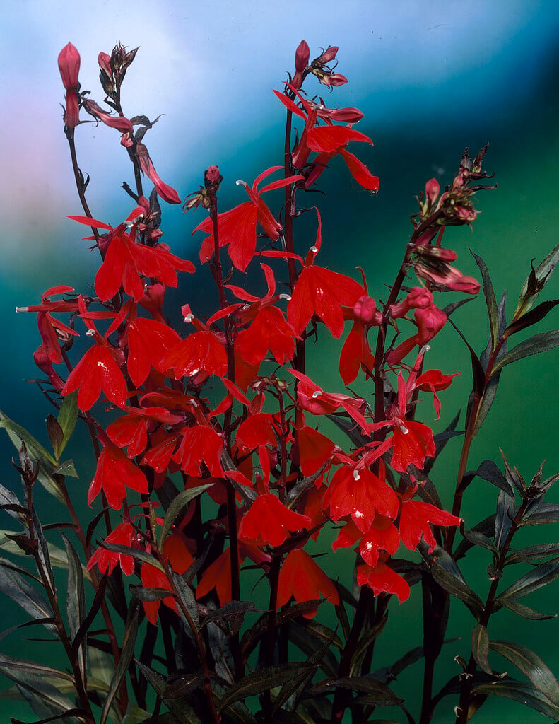 <i>Lobelia</i> <i>cardinalis</i> 'Elmfeuer'