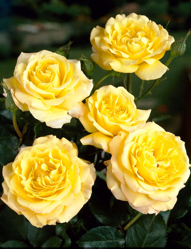 rose [Peer Gynt]