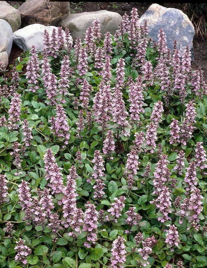 bugle 'Rosea'