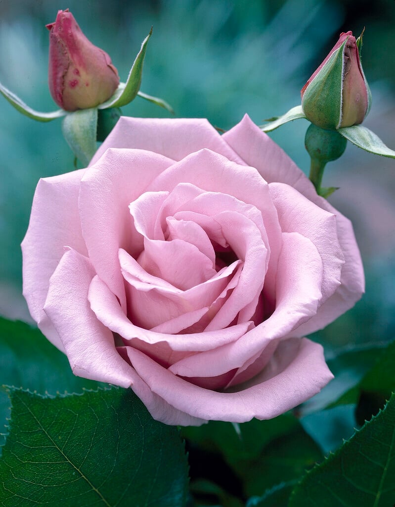 rose [Blue Moon]