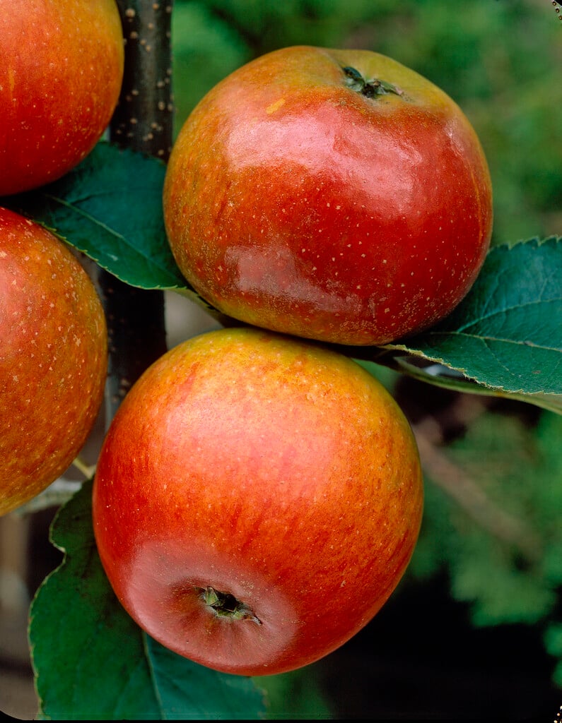 apple 'Cox's Orange Pippin'