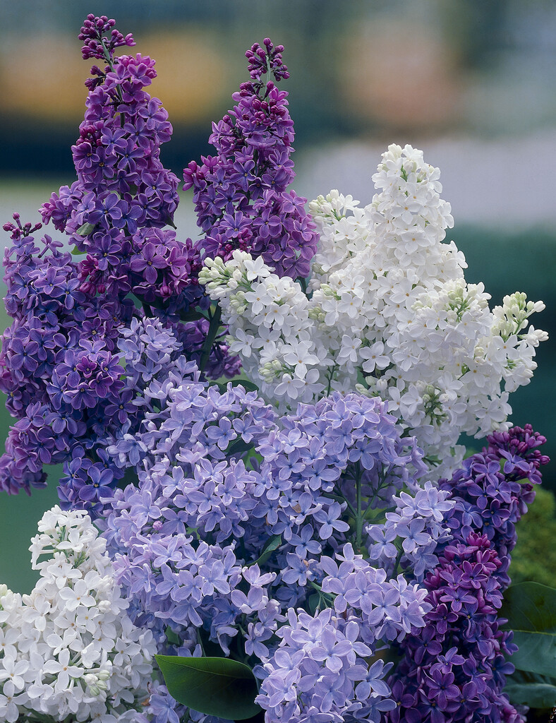 Purple Lilac Flowers