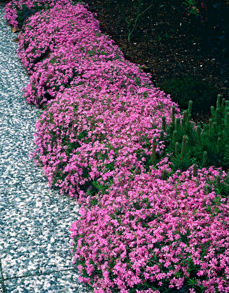 moss phlox 'Moerheimii'