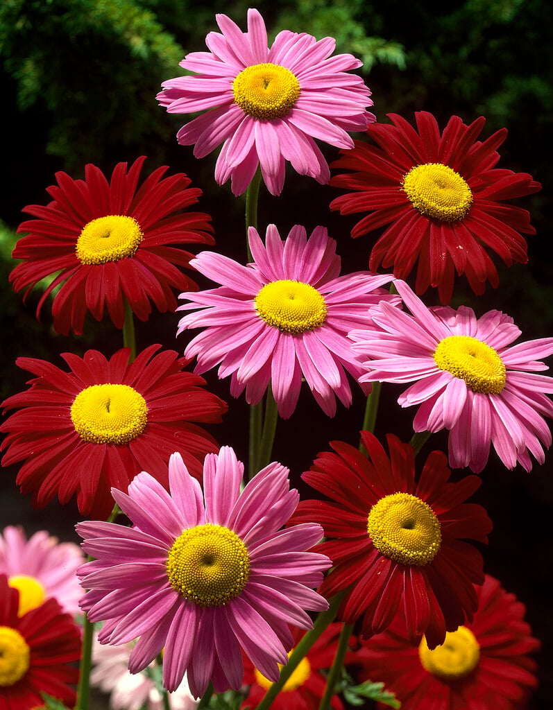 painted daisy